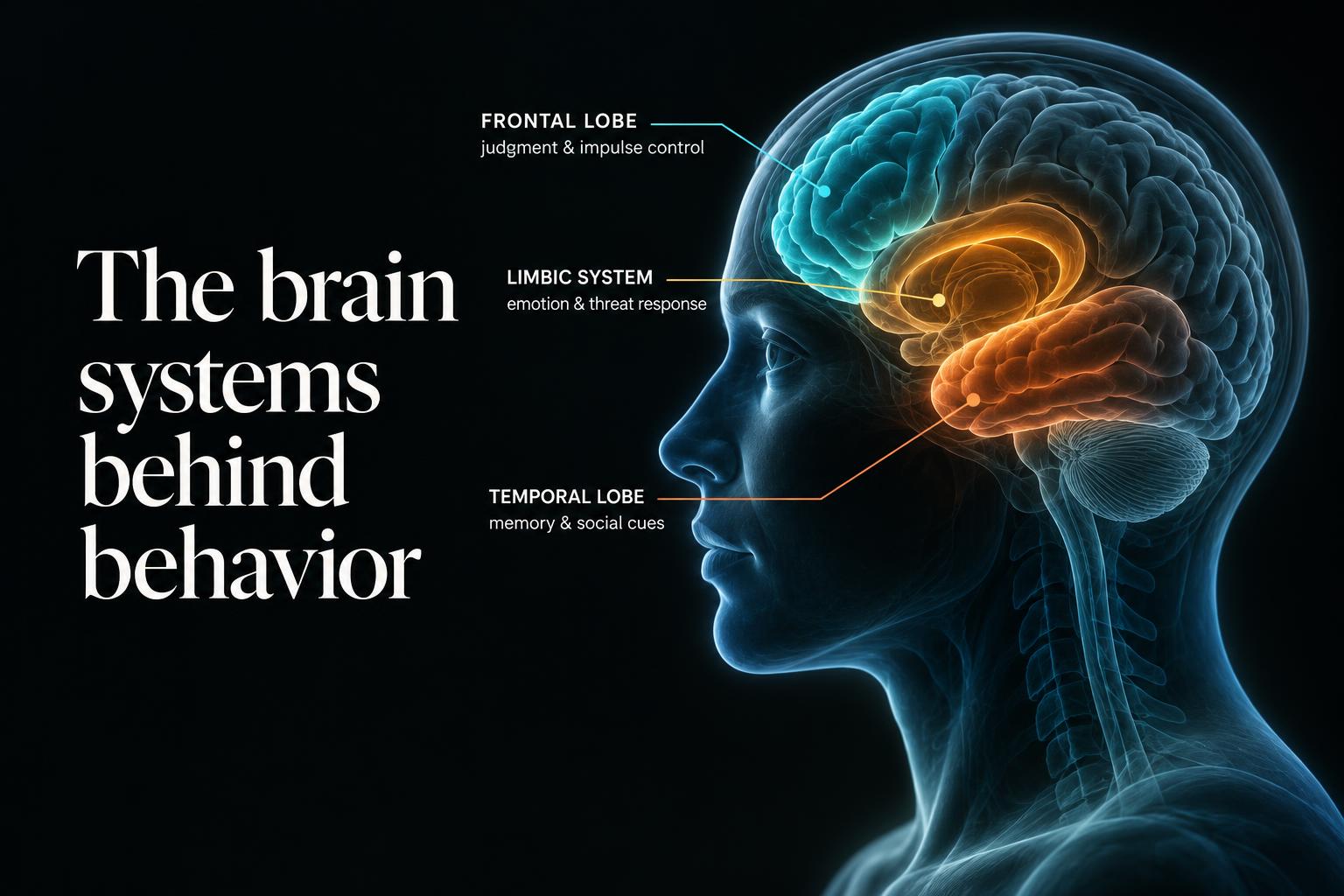 Side-profile illustration showing the frontal lobe, limbic system, and temporal lobe and the behaviors they help regulate.